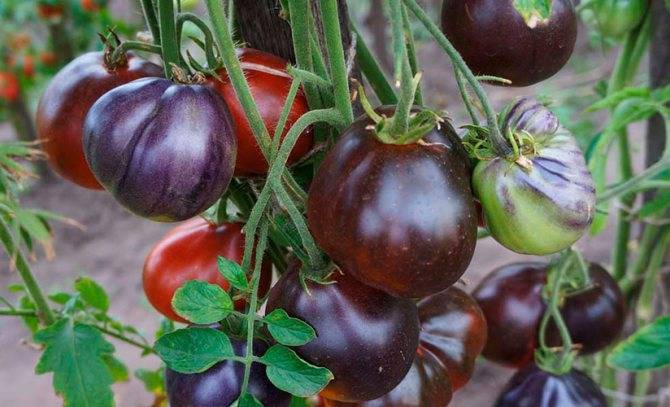 Раннеспелый сорт томатов агата — удачный выбор