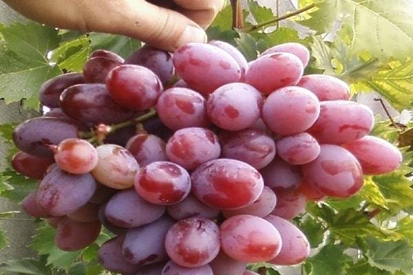 Дружелюбный и сильнорослый виноград «атаман павлюк» — новый столовый сорт