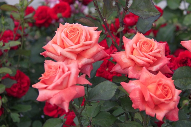 Роза флорибунда: описание, сорта, правила посадки и ухода