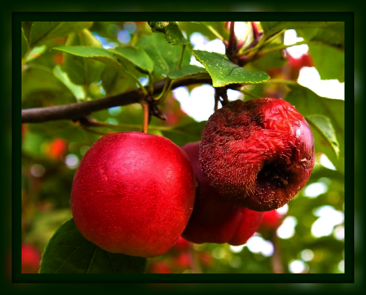 Почему яблоки гниют на дереве – причины и что делать, как спасти урожай?