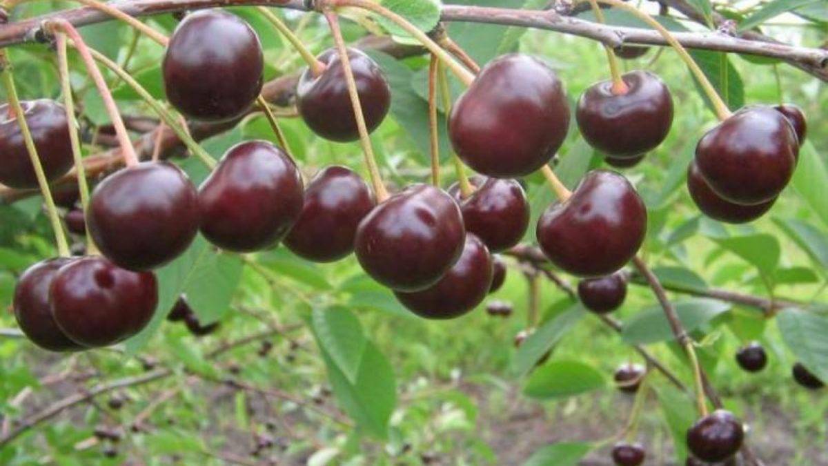 Агротехника выращивания любской вишни