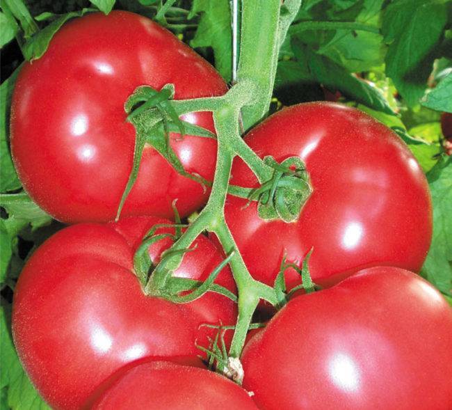 Описание сорта томата вовчик, особенности выращивания и урожайность