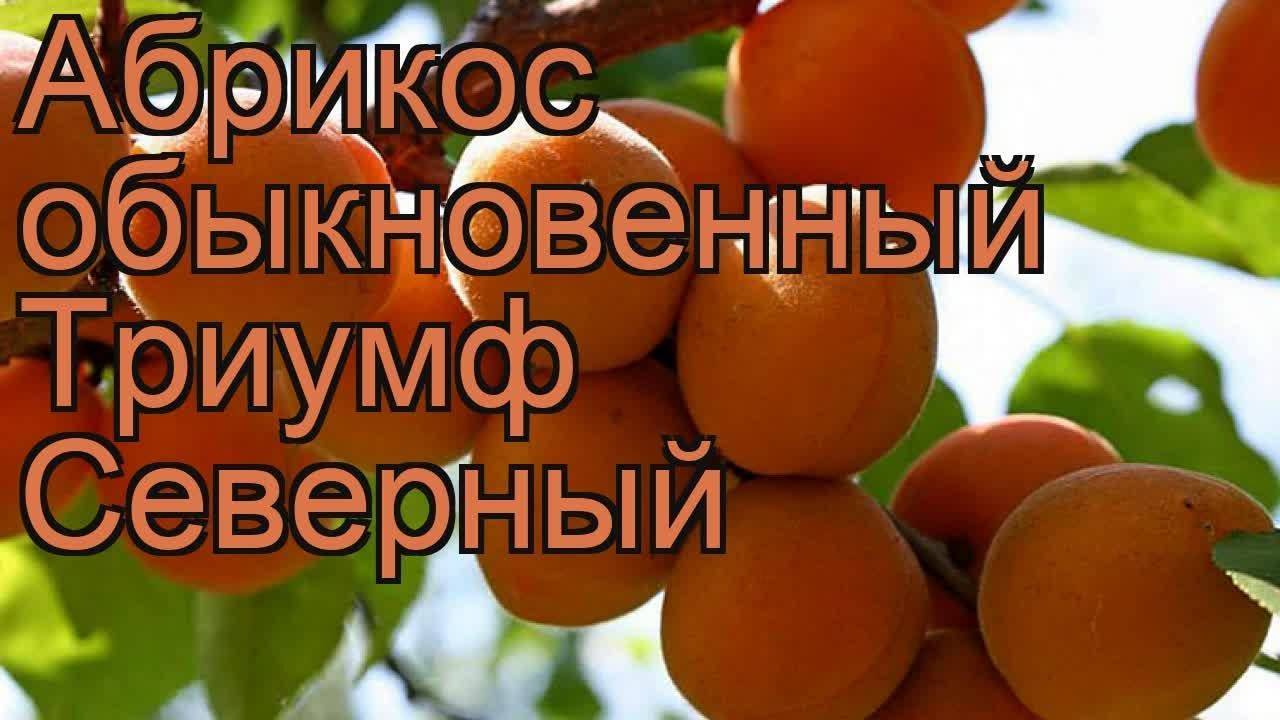 Описание сорта абрикос кичигинский с отзывами