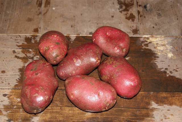 Картофель ред скарлет – удивительный вкус и простая агротехника