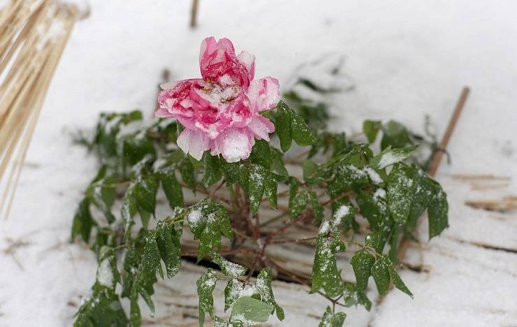 Цветы пиона на снегу фикс прайс. Пионы в снегу. Пионы зима. Японский пион под снегом. Зимние пионы в Японии.
