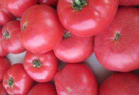 Выращивание томатов сорта джина