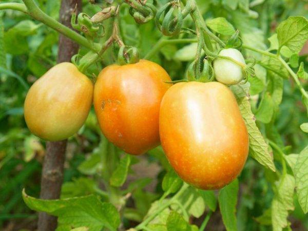Описание сорта томата Чероки, его характеристика и урожайность