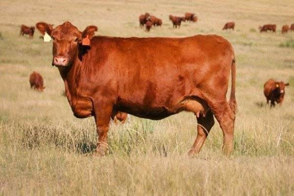 Описание и характеристика коров красной степной породы, их содержание