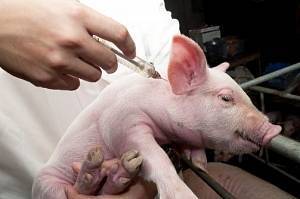 Чем опасна рожа у свиней? чем лечить и как предотвратить заболевание?
