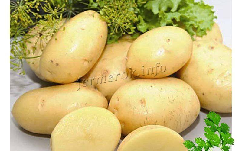 Сорт картофеля «импала»: характеристика, описание, урожайность, отзывы и фото