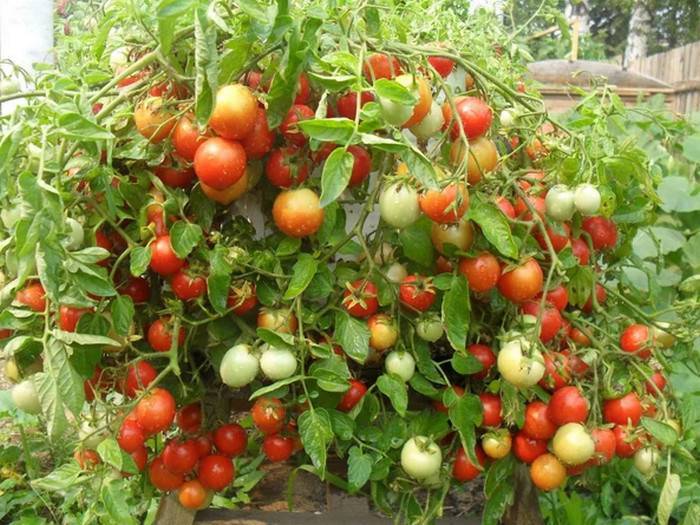 Схемы посадки помидор в теплице: фото и видео