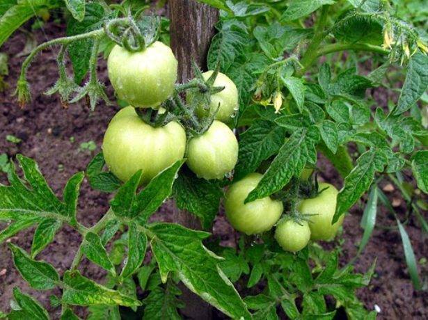 Томат разносол: описание сорта, характеристика, отзывы об урожайности, фото – все о помидорках