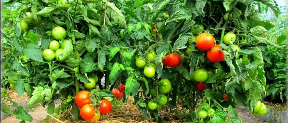 Томат яблонька россии: описание отзывы и характеристики сорта. уход и выращивание особого сорта томатов (110 фото)