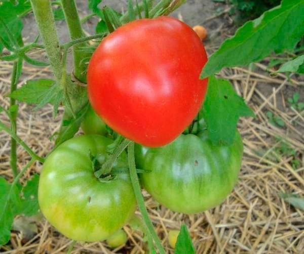 Описание, характеристики и выращивание томата батяня