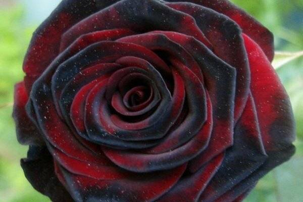 Садовая роза аганжемент: описание и фото сорта, особенности цветения, правила ухода, размножение и другие нюансы