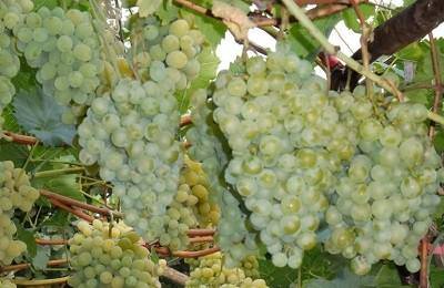 Сорт для начинающих с высокой урожайностью — виноград  «анюта»