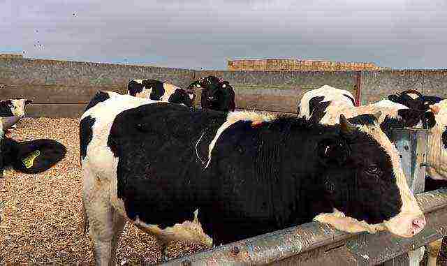 Кастрация быков: открытым, перкутанным и химическим способами