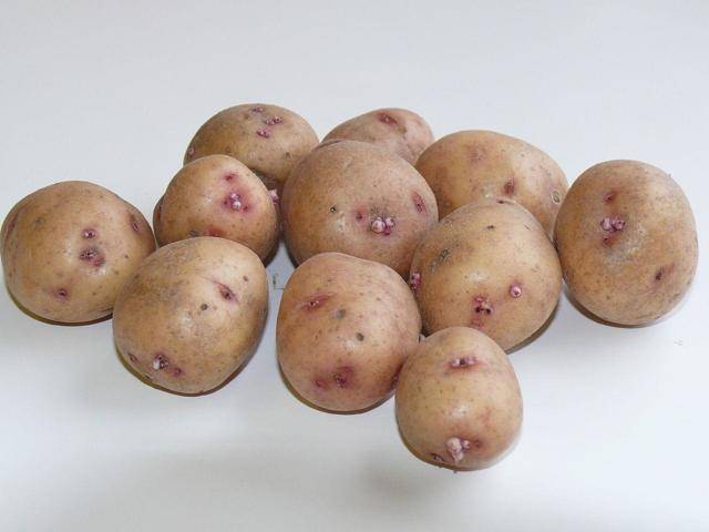 Сорт картофеля «янтарь» – описание и фото
