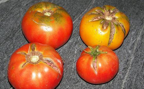 Почему трескаются помидоры в теплице при созревании?