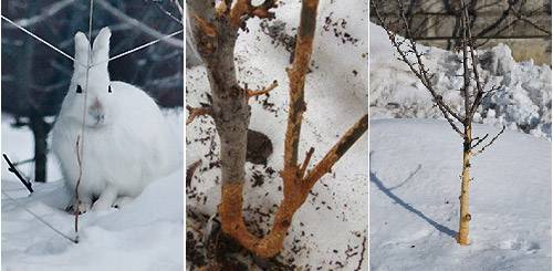 Как защитить деревья от грызунов зимой?