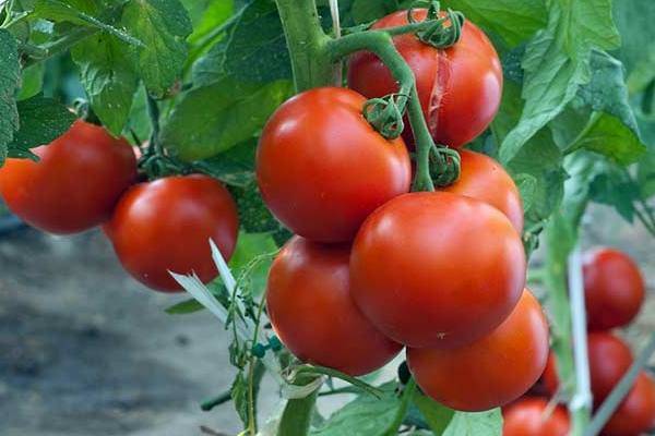 Сортовые особенности томата катя f1 и отзывы дачников о гибриде