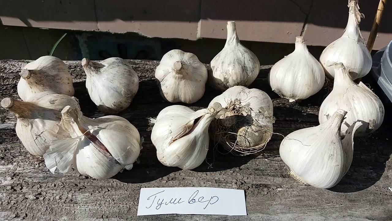 Гигантский лук-чеснок рокамболь: посадка, выращивание и уход
