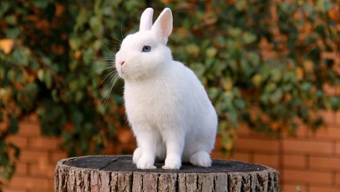 Кролик белый великан: характеристики и разведение