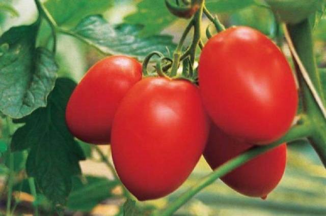 Описание томата пинк пионер и рекомендации по выращиванию