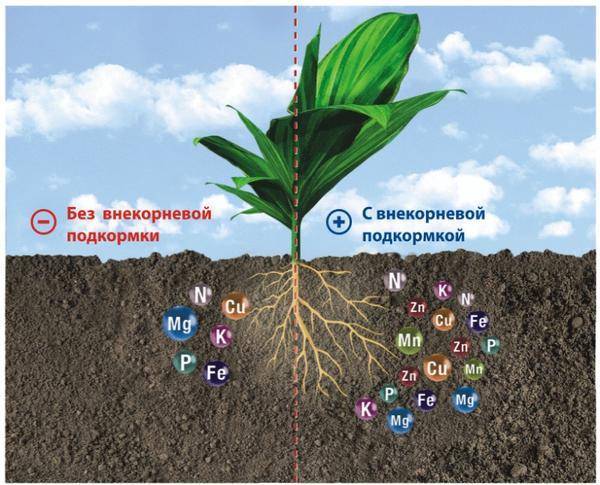 Виды фосфорных удобрений и их применение