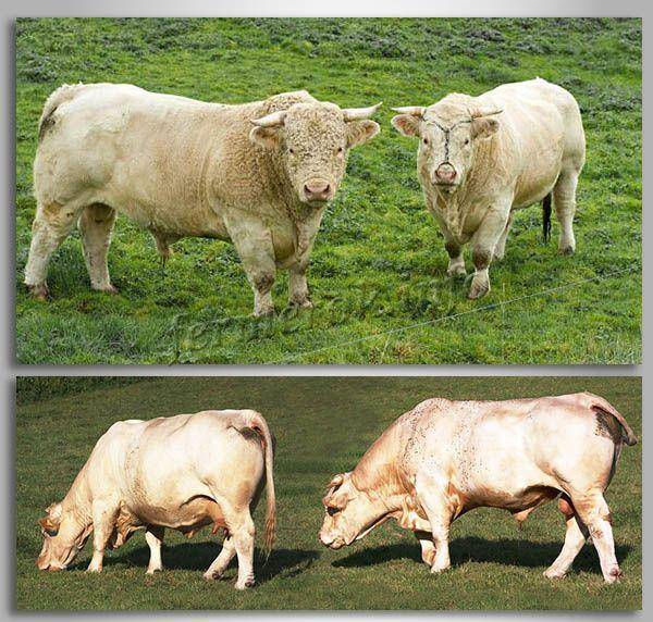 Коровы швицкой породы: описание и особенности содержания