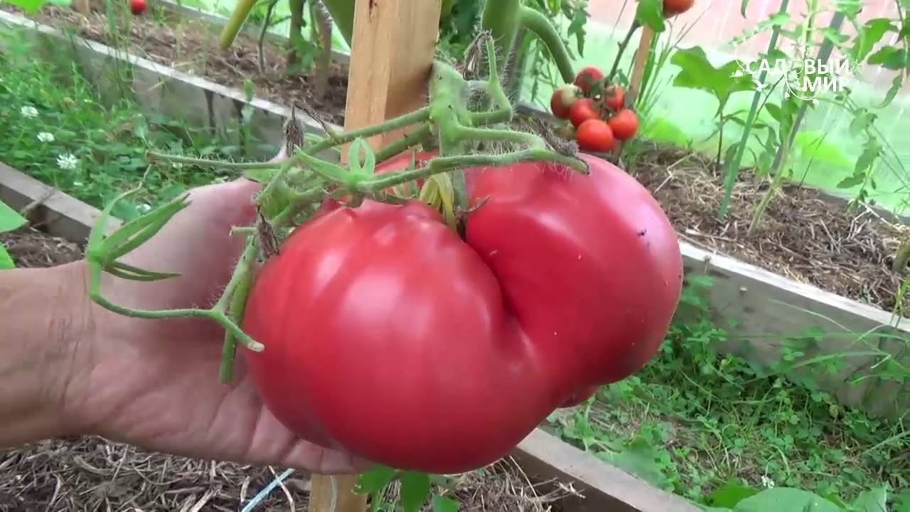 Красивые и вкусные томаты «огни москвы»: ранний урожай для не слишком опытных садоводов