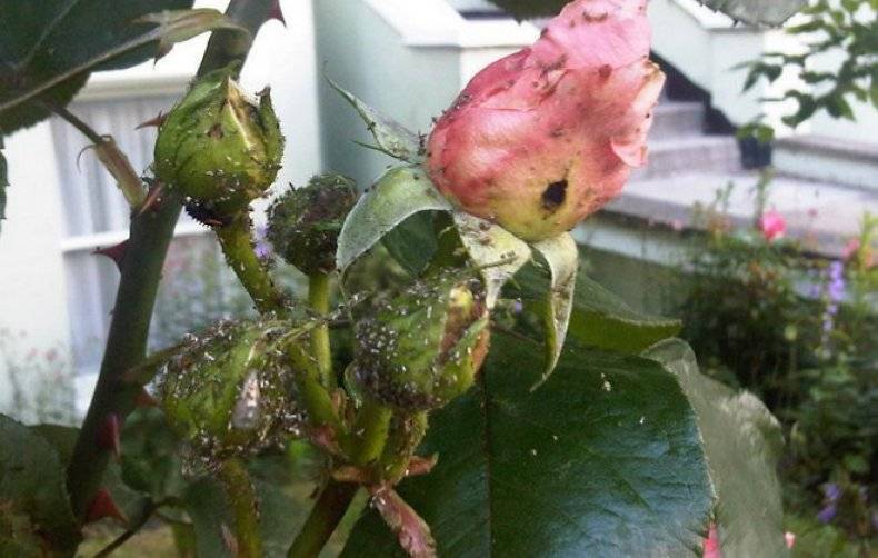 Действенные средства для борьбы с тлей на розах: чем можно обработать куст