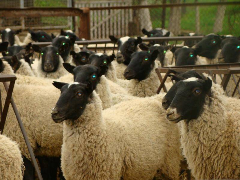 Разводим овец для продажи – идея и план