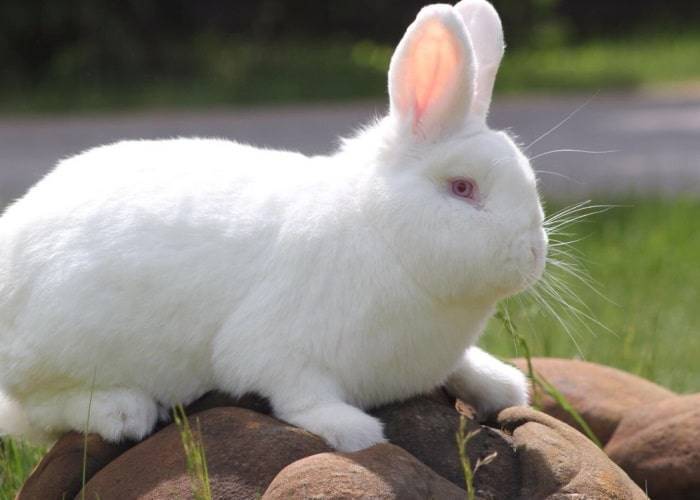 Белый кролик паннон