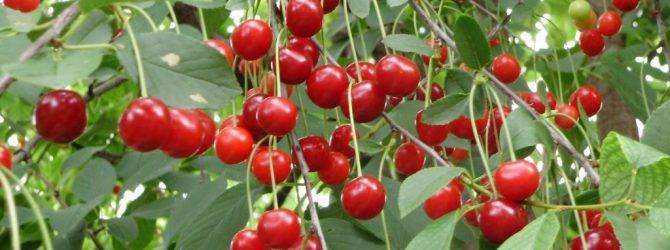 Продуктивный сорт с северной пропиской — вишня уральская рубиновая