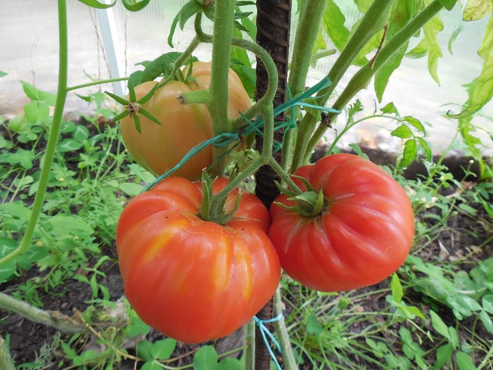 Характеристики выращивания томата любовь f1