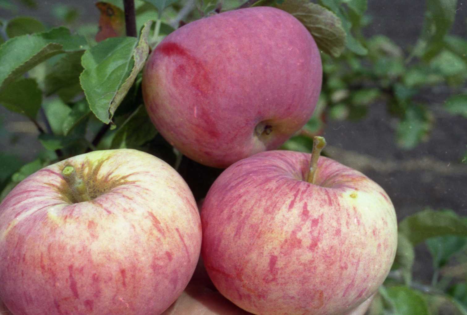 Яблоня «мекинтош»: описание сорта, фото и отзывы