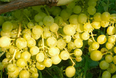 Особенности сорта винограда алёшенькин