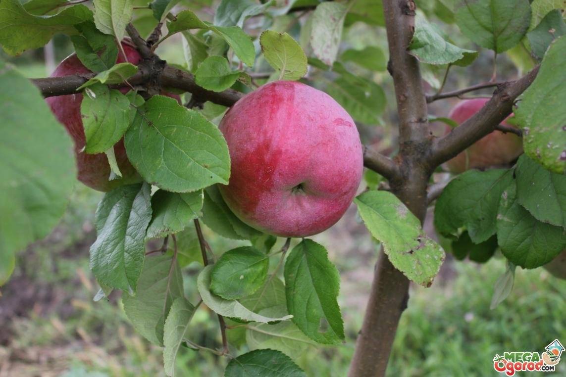 Описание и разновидности яблони сорта Брянское, правила посадки и ухода