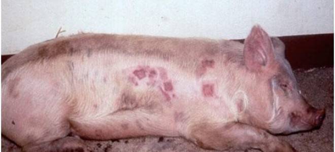 Признаки и симптомы болезней свиней, их лечение и профилактика