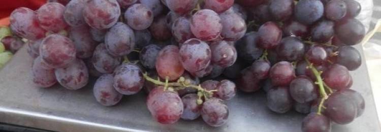 Особенности выращивания винограда низина — плюсы и минусы сорта
