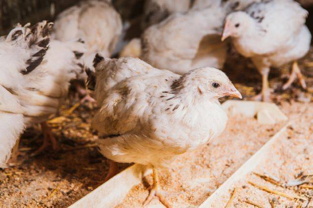Известные признаки и симптомы птичьего гриппа у птиц: что должен знать каждый хозяин?