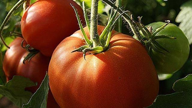 Характеристика и описание сорта томата Шапка Мономаха, его урожайность