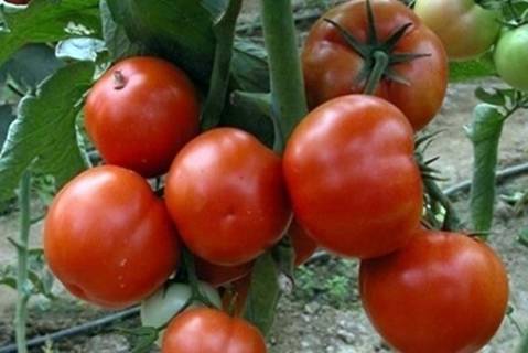 Сорт помидора «царь петр»: фото, отзывы, описание, характеристика, урожайность