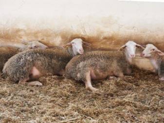 Описание и характеристика овец породы лакон, требования к их содержанию