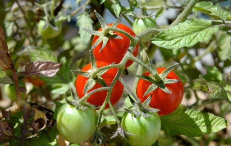 Технология и способы выращивания помидоров на подоконнике зимой