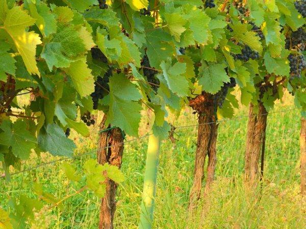 Виноград в теплице: как выращивать в холодных климатических условиях (75  фото-идей)
