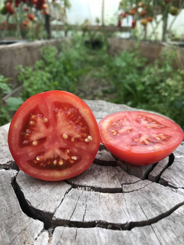 Сбор раннего урожая томатов «северенок f1» без хлопот