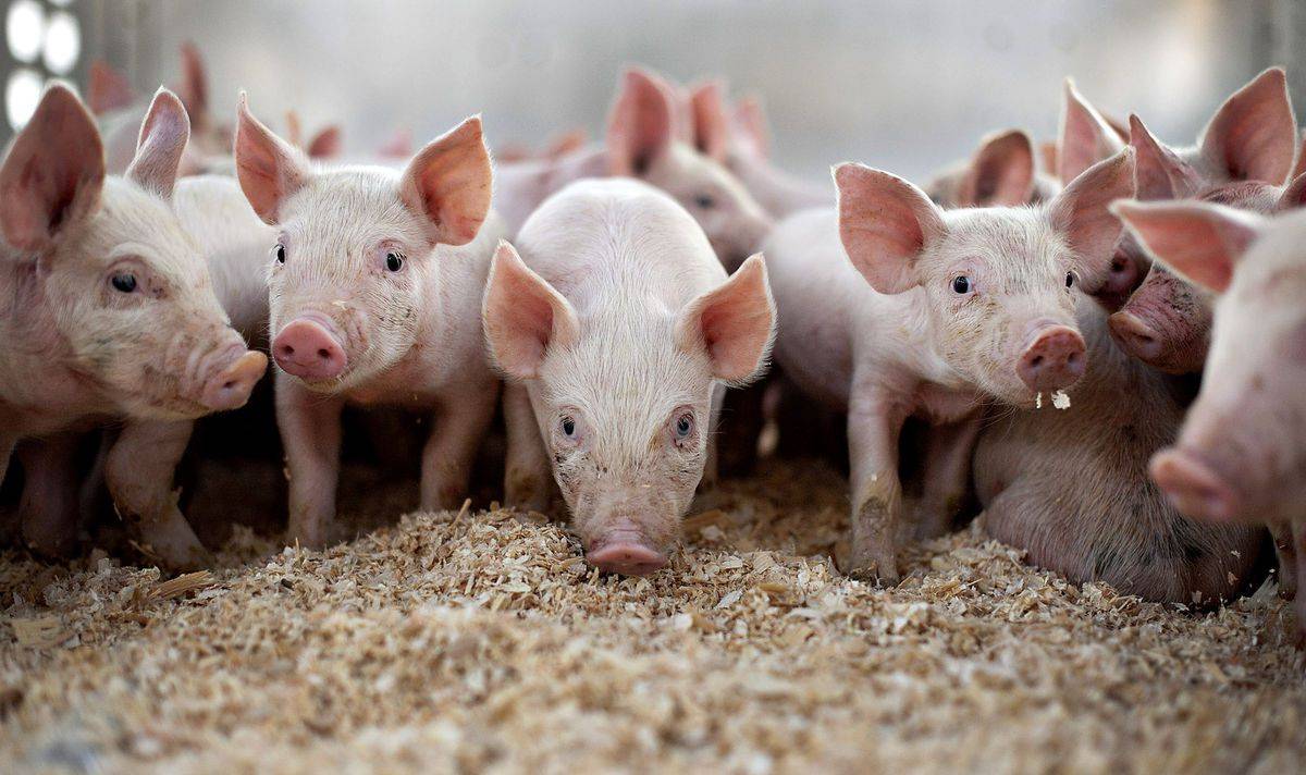 Сколько лет живут свиньи в домашних условиях и природе, средний срок
