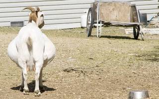 Признаки окота козы и что делать дальше, послеродовой уход и проблемы